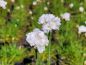 Preview: Armeria maritima, weiß - (Weiße Grasnelke),